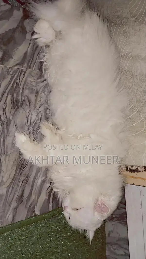 Persian cat 3 coat