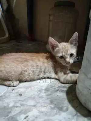 Photo - Home-Born Kitten Litter - Socialized and Ready for Adoption