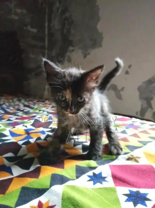 Home-Born Kitten Litter - Socialized and Ready for Adoption