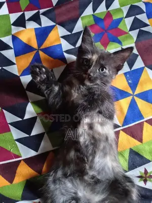 Home-Born Kitten Litter - Socialized and Ready for Adoption