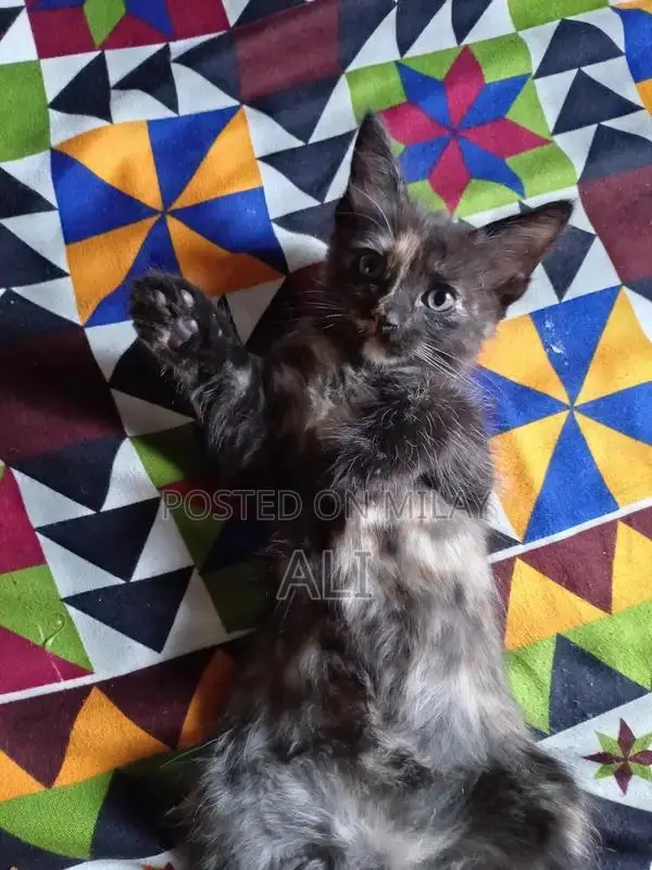 Home-Born Kitten Litter - Socialized and Ready for Adoption