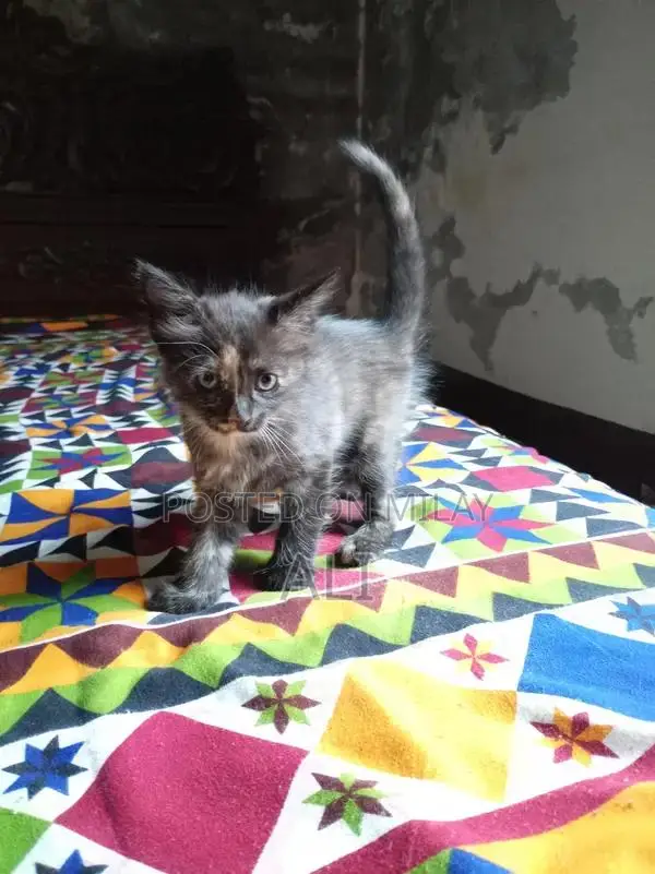 Home-Born Kitten Litter - Socialized and Ready for Adoption