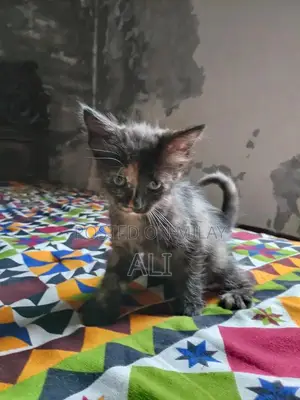 Home-Born Kitten Litter - Socialized and Ready for Adoption