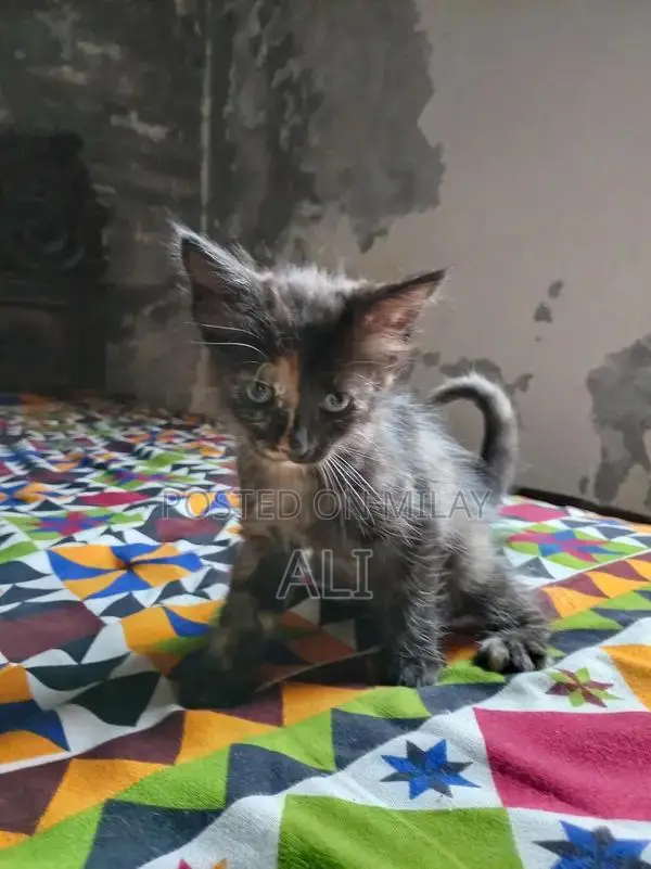 Home-Born Kitten Litter - Socialized and Ready for Adoption