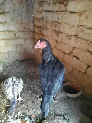 Photo - Pure Aseel Murghi Breeder Chicken - 8 Months Old Breeding Stock