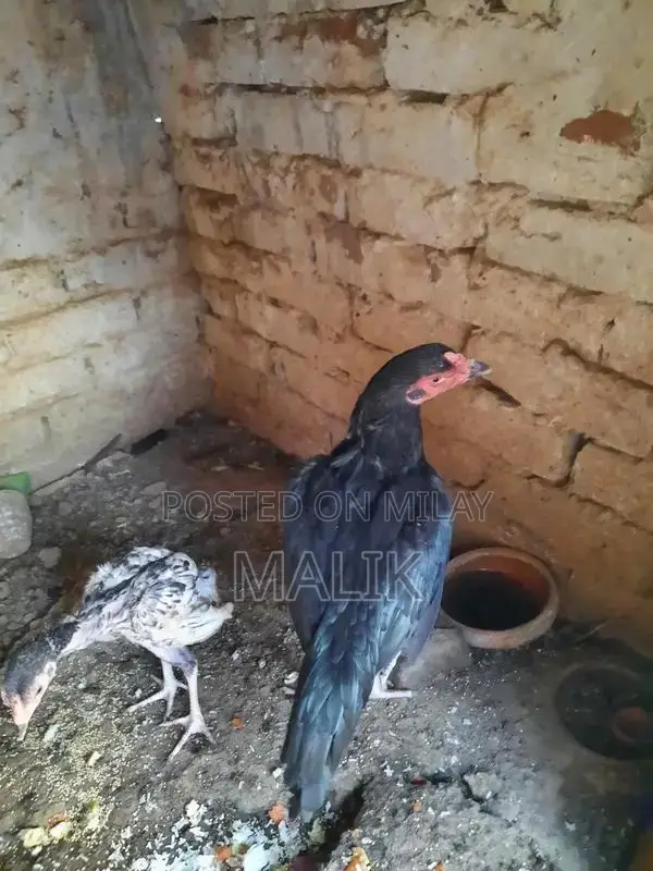 Pure Aseel Murghi Breeder Chicken - 8 Months Old Breeding Stock