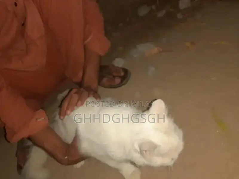 persian cat 4 month age