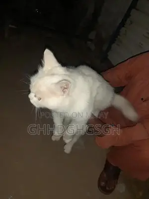 persian cat 4 month age