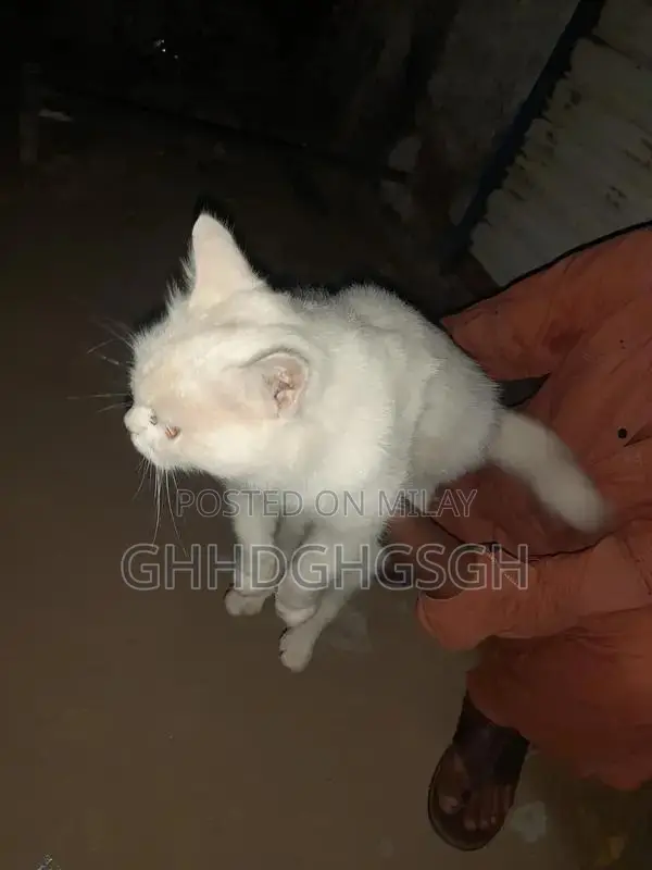 persian cat 4 month age