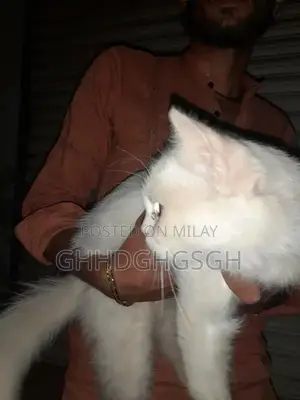 persian cat 4 month age