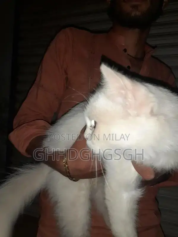 persian cat 4 month age