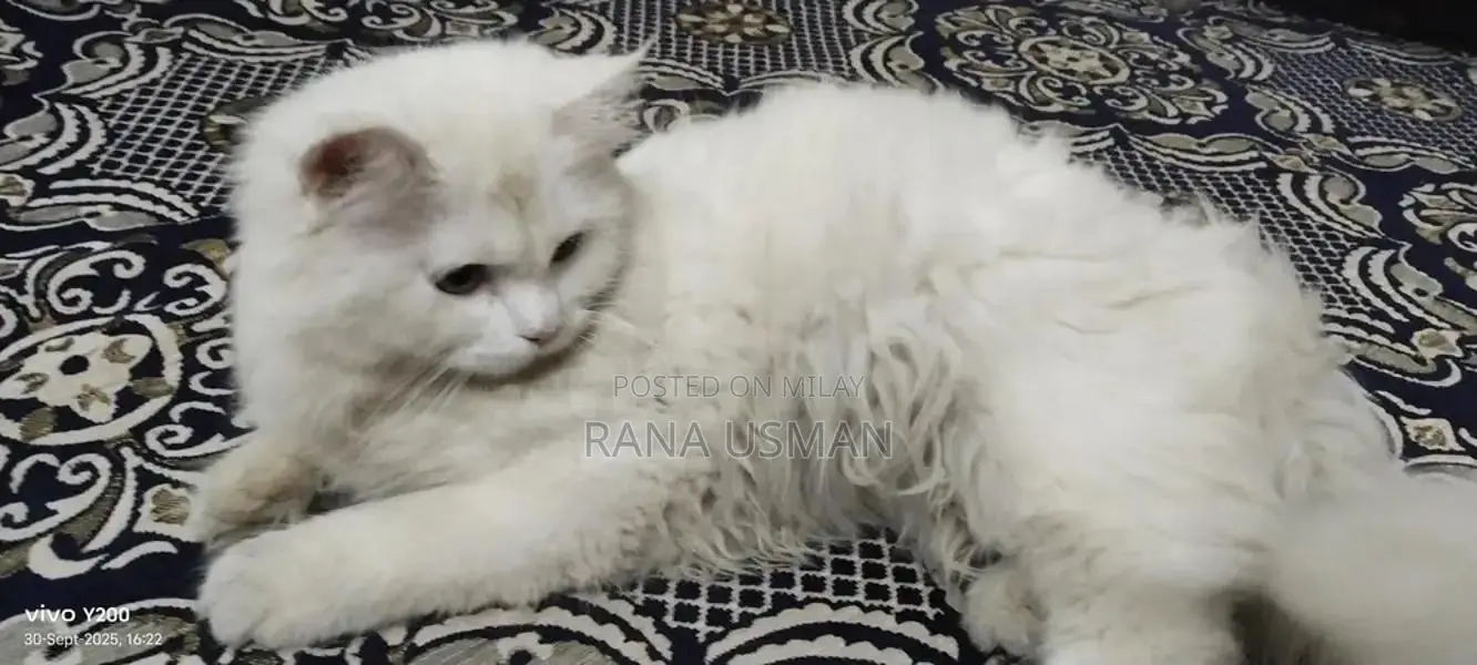 Parsion Pet Sale Opportunity