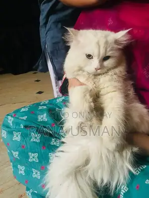 Parsion Pet Sale Opportunity