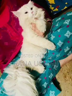 Parsion Pet Sale Opportunity