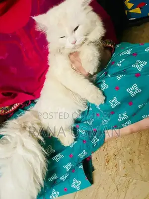 Parsion Pet Sale Opportunity