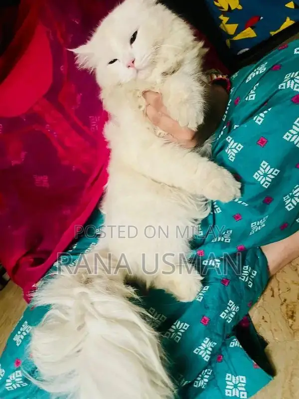 Parsion Pet Sale Opportunity