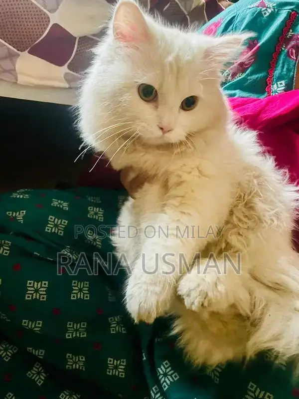 Parsion Pet Sale Opportunity