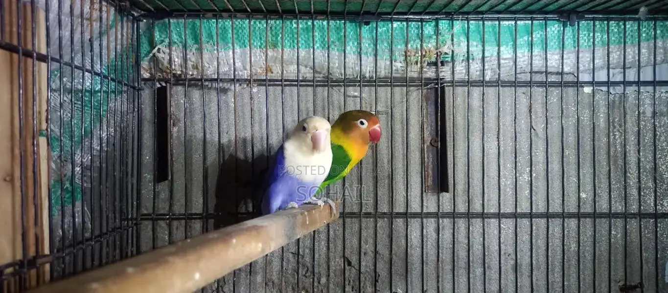 Quality Love birds pair