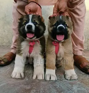 Photo - | King Alabai puppies | security pair for sale | Alabai Breed
