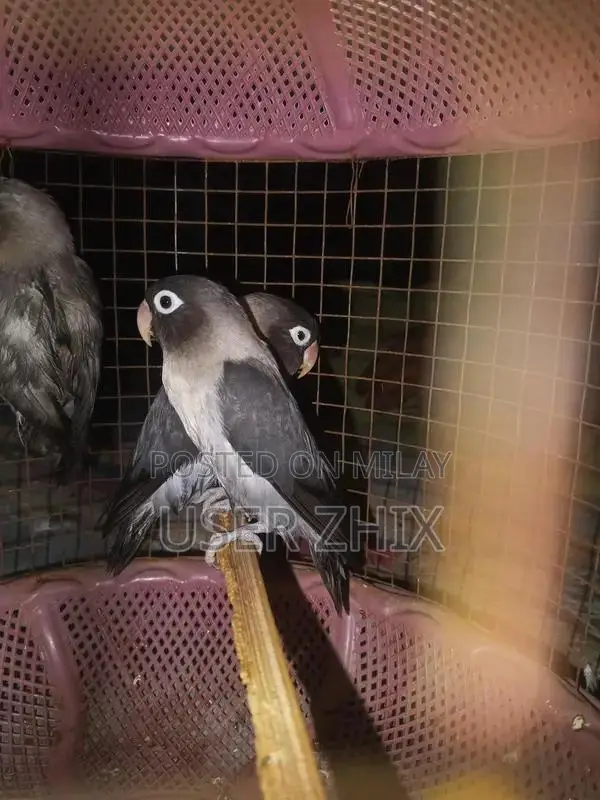 lovebird black phasnata