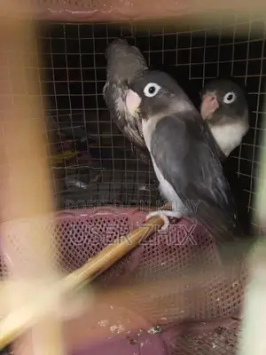 lovebird black phasnata