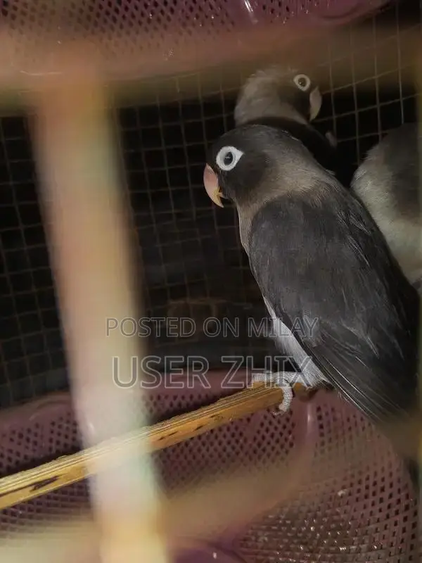 lovebird black phasnata