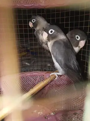 lovebird black phasnata