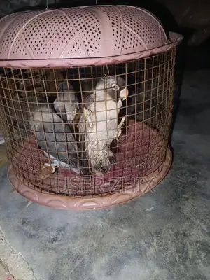 lovebird black phasnata