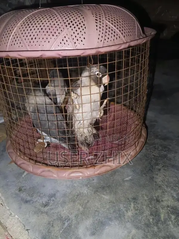 lovebird black phasnata