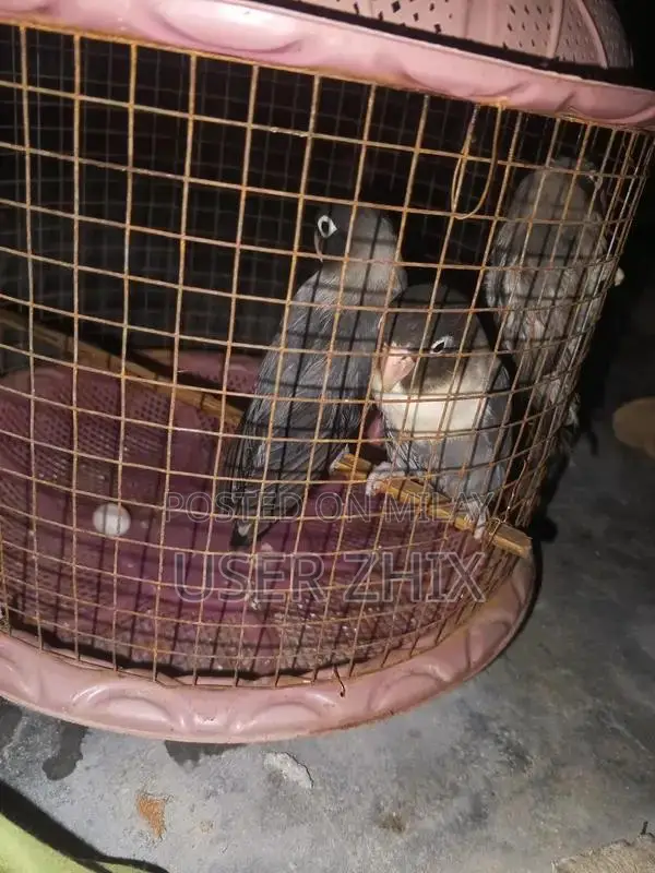 lovebird black phasnata