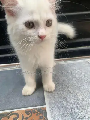 Photo - kitten for sale