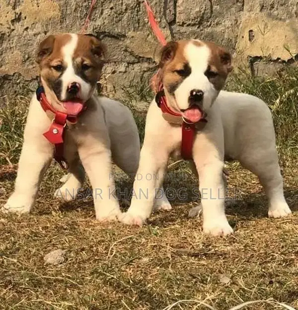 alabai security dog 2 month pair for sale heavy bone
