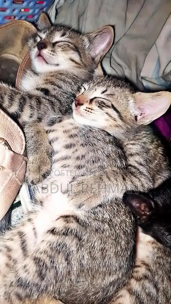 Pair of American shorthair tabby cat