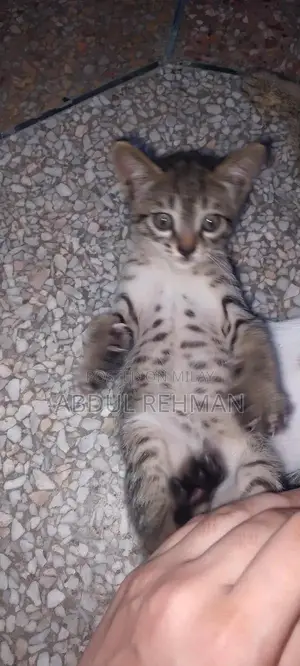 Pair of American shorthair tabby cat