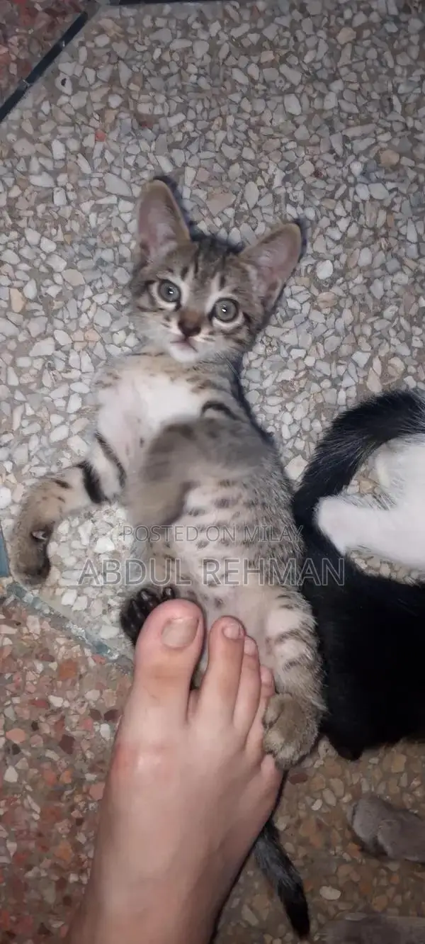 Pair of American shorthair tabby cat