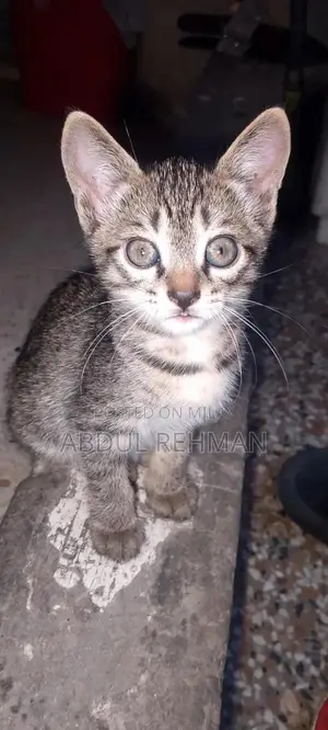 Pair of American shorthair tabby cat