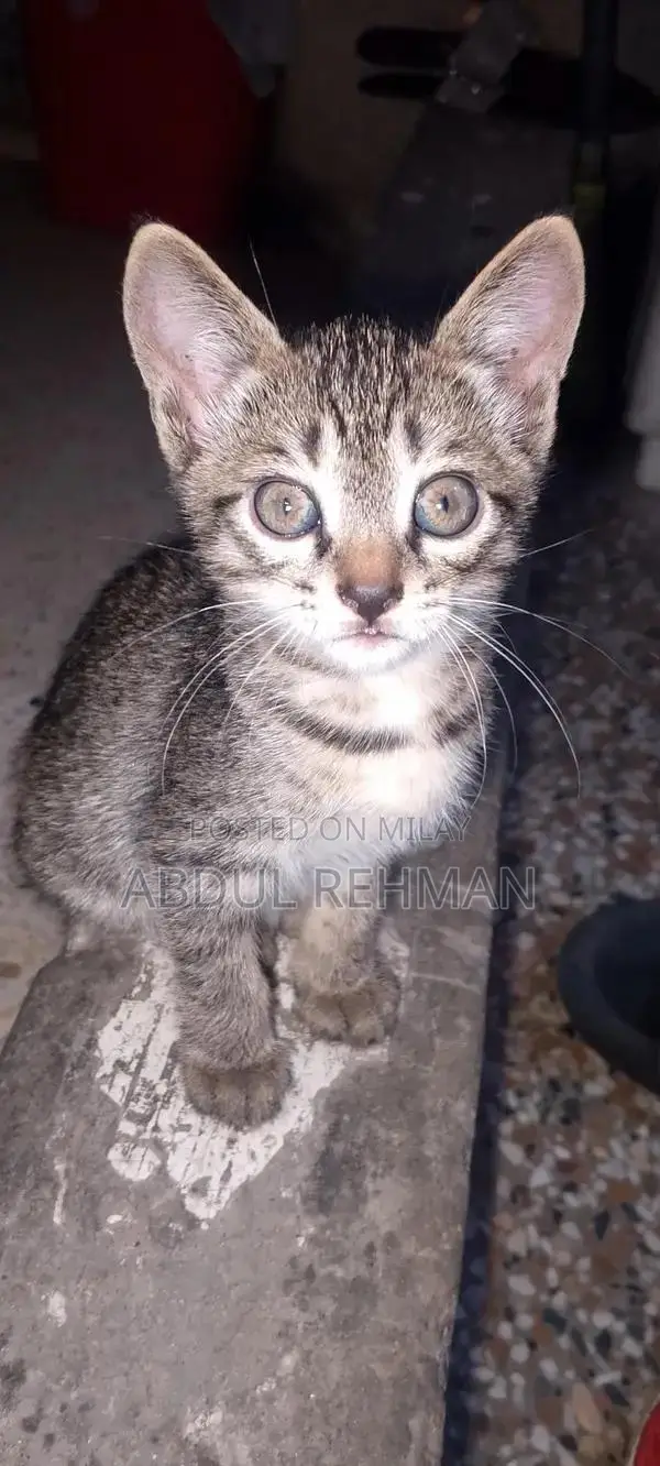 Pair of American shorthair tabby cat