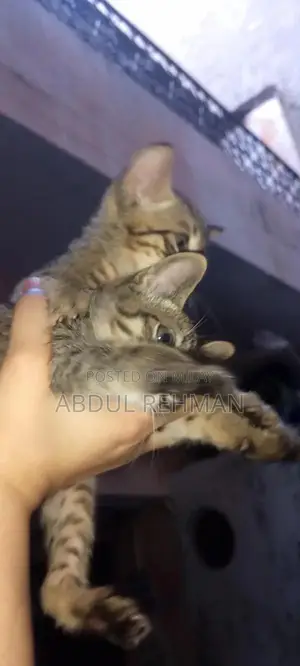 Pair of American shorthair tabby cat