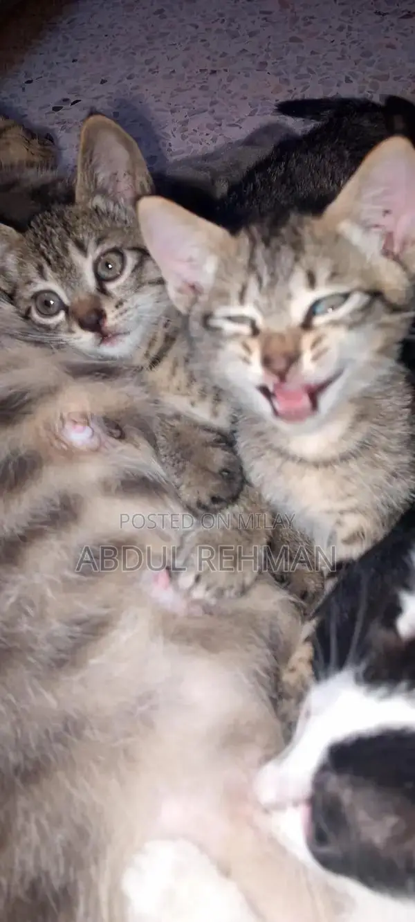 Pair of American shorthair tabby cat