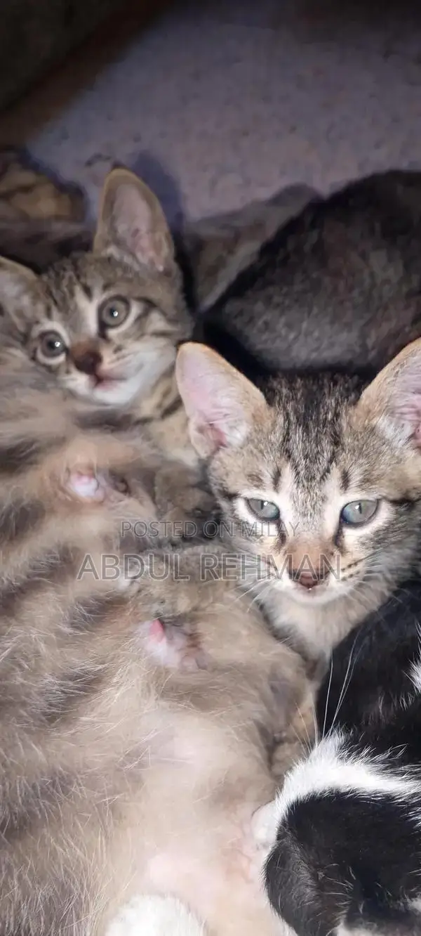 Pair of American shorthair tabby cat