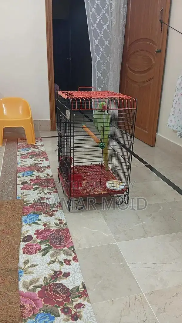 raw parrot with cage