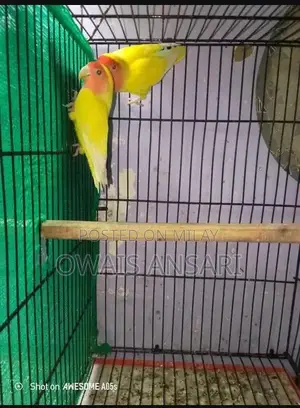 Photo - lotion pair and fisher to blue pastal pair