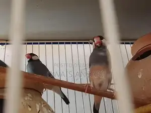 lotion pair and fisher to blue pastal pair