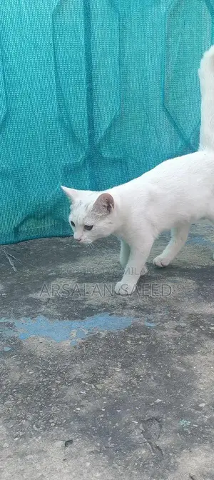 Photo - Single Coat Persian Cat - Soft Fur, Bright Eyes