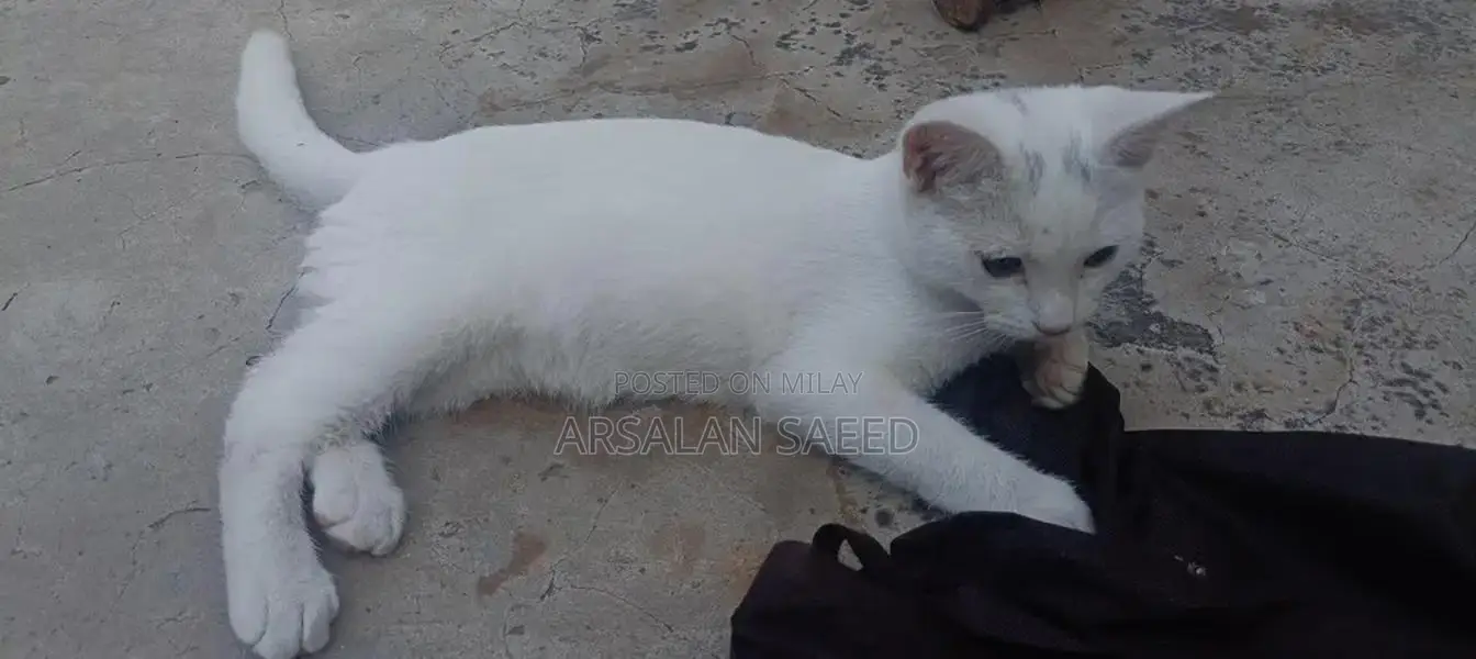 Single Coat Persian Cat - Soft Fur, Bright Eyes