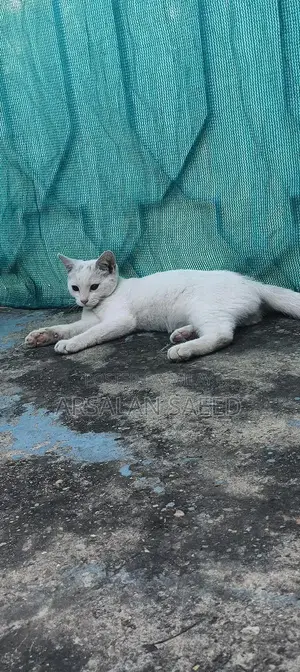 Single Coat Persian Cat - Soft Fur, Bright Eyes