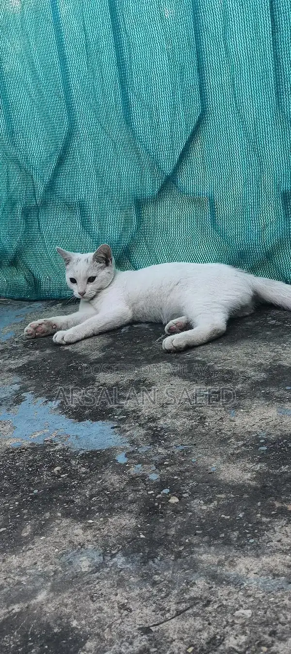 Single Coat Persian Cat - Soft Fur, Bright Eyes
