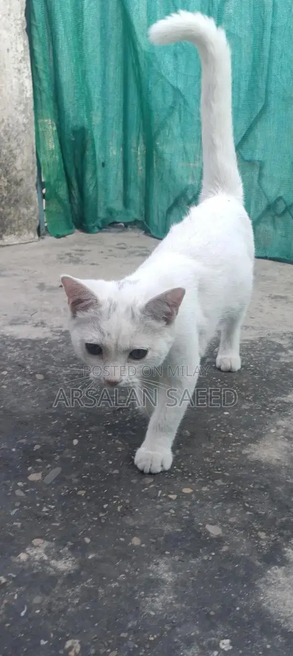 Single Coat Persian Cat - Soft Fur, Bright Eyes