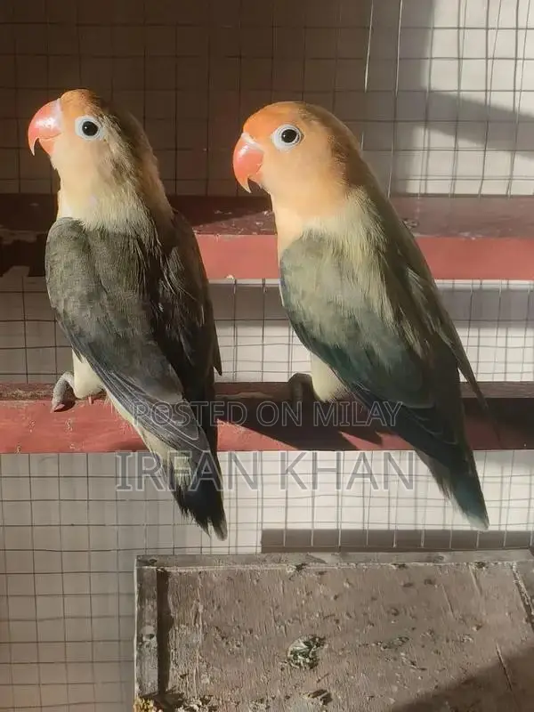 Love Birds Parblue and Albino Varieties - Exotic Bird Collection