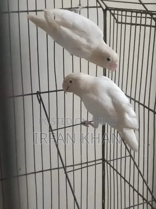Love Birds Parblue and Albino Varieties - Exotic Bird Collection